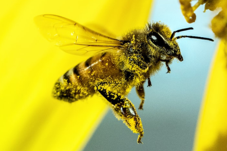 Etica din spatele frumuseții naturale