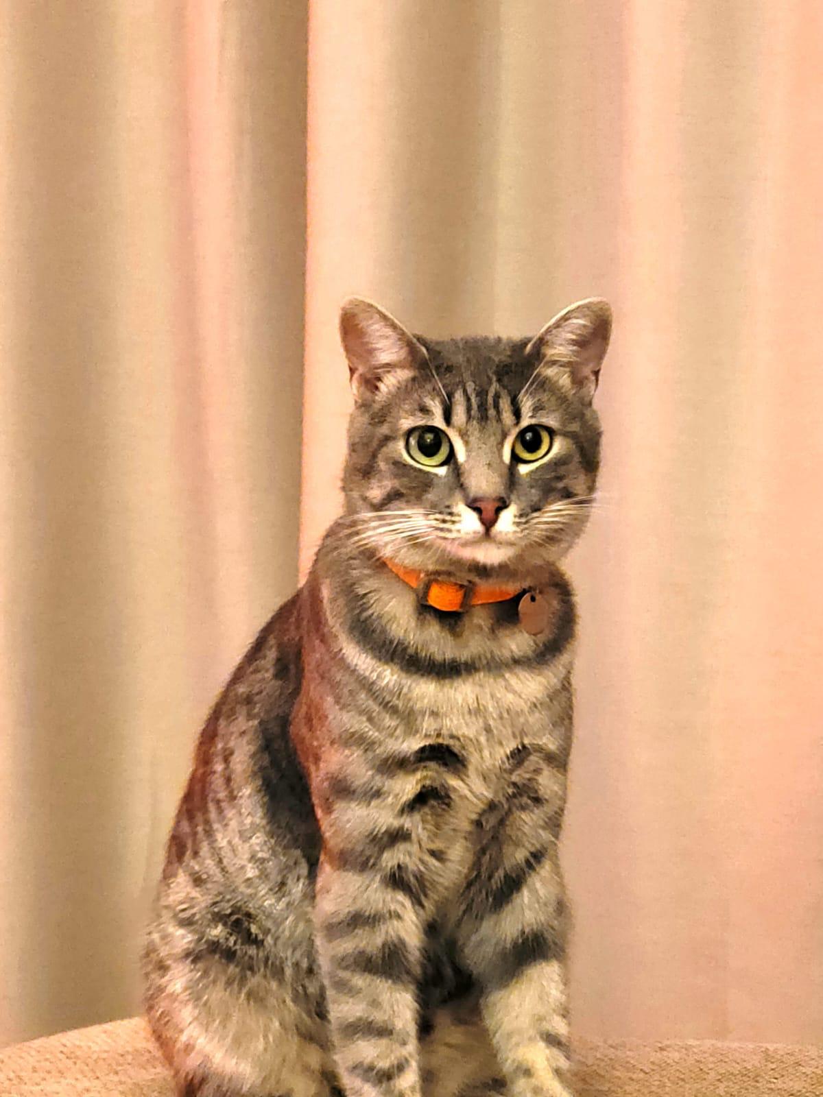 Propolisul: Secretul din Stup pentru un Blănos Fericit și Sănătos