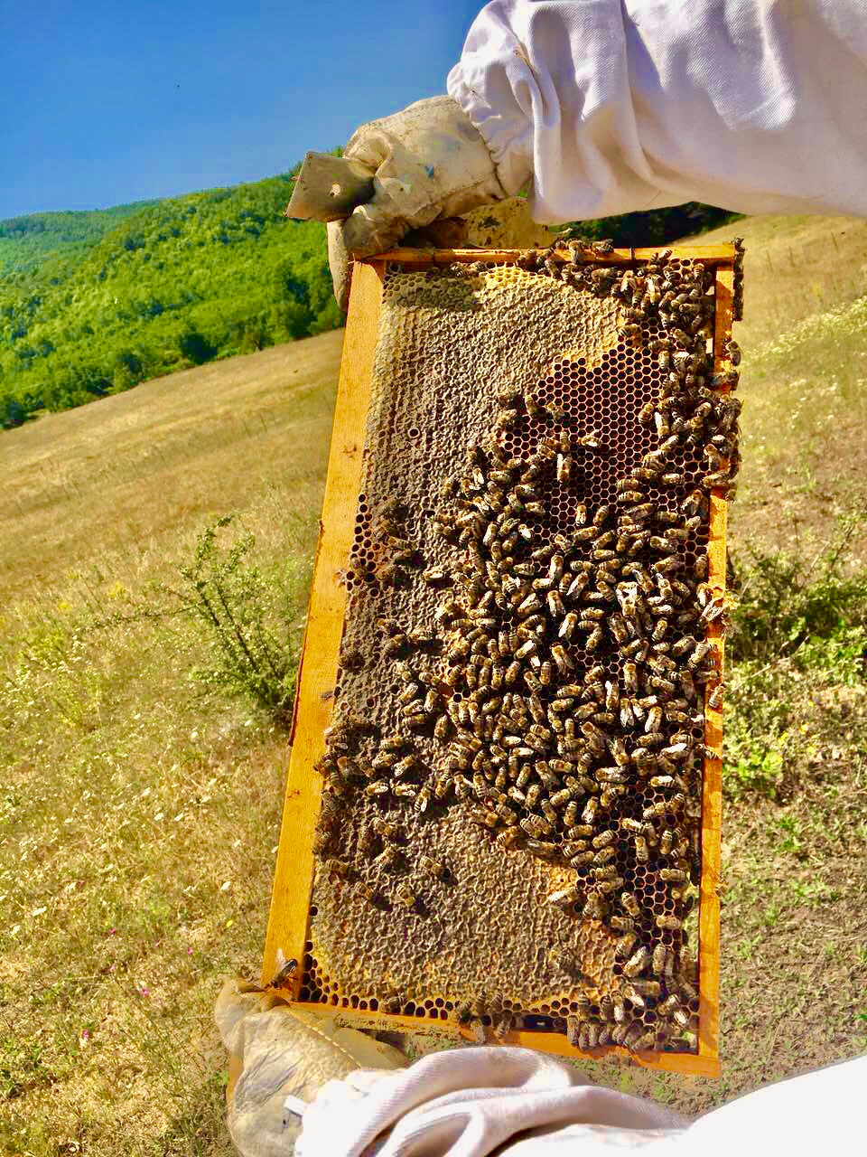 Puterea vindecătoare a propolisului: cel mai subestimat ingredient natural pentru îngrijirea pielii