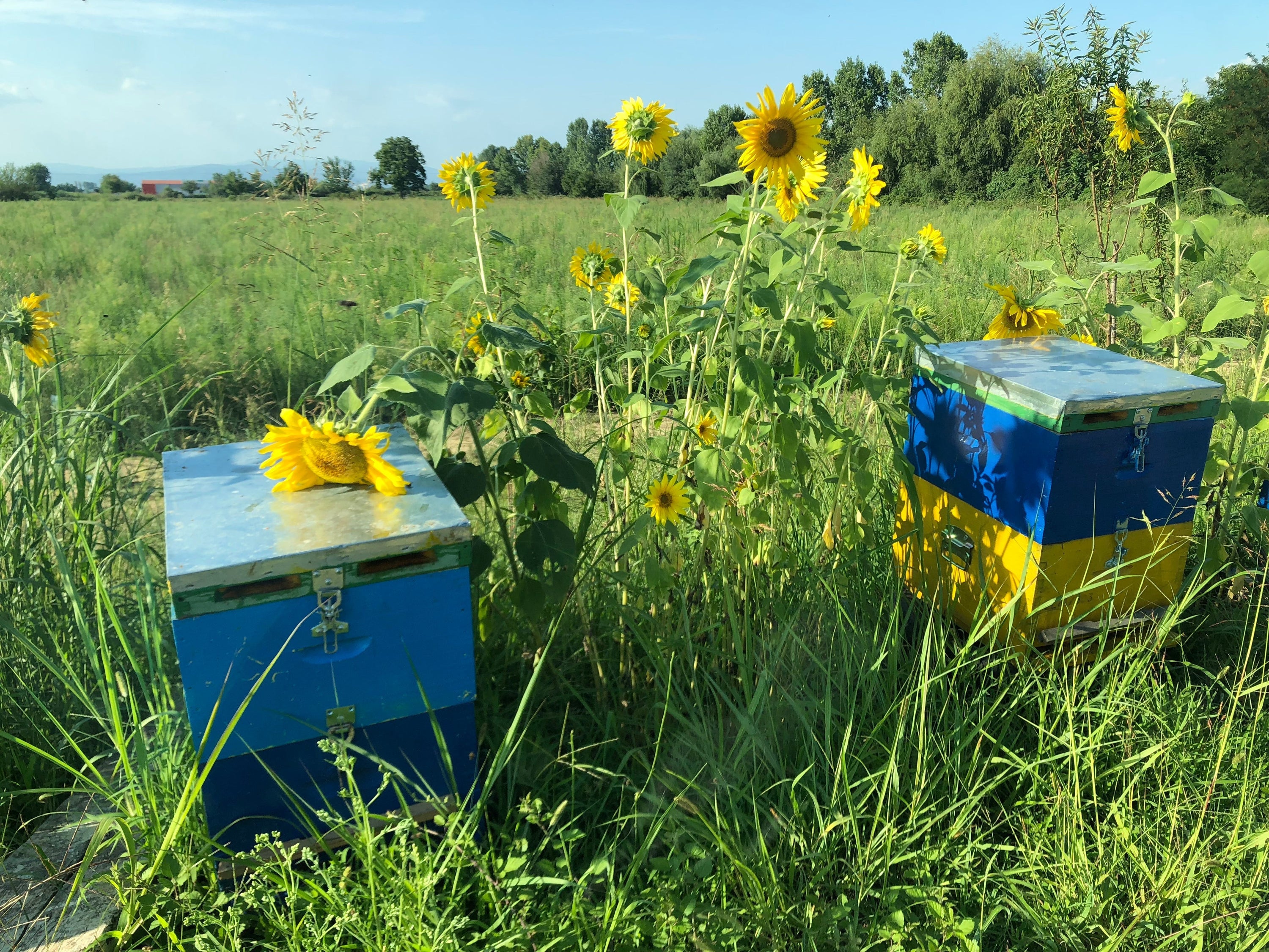 De Ce Contează Certificarea ICADA? Garanția Că Produsele My Bee Sunt Cu Adevărat Naturale