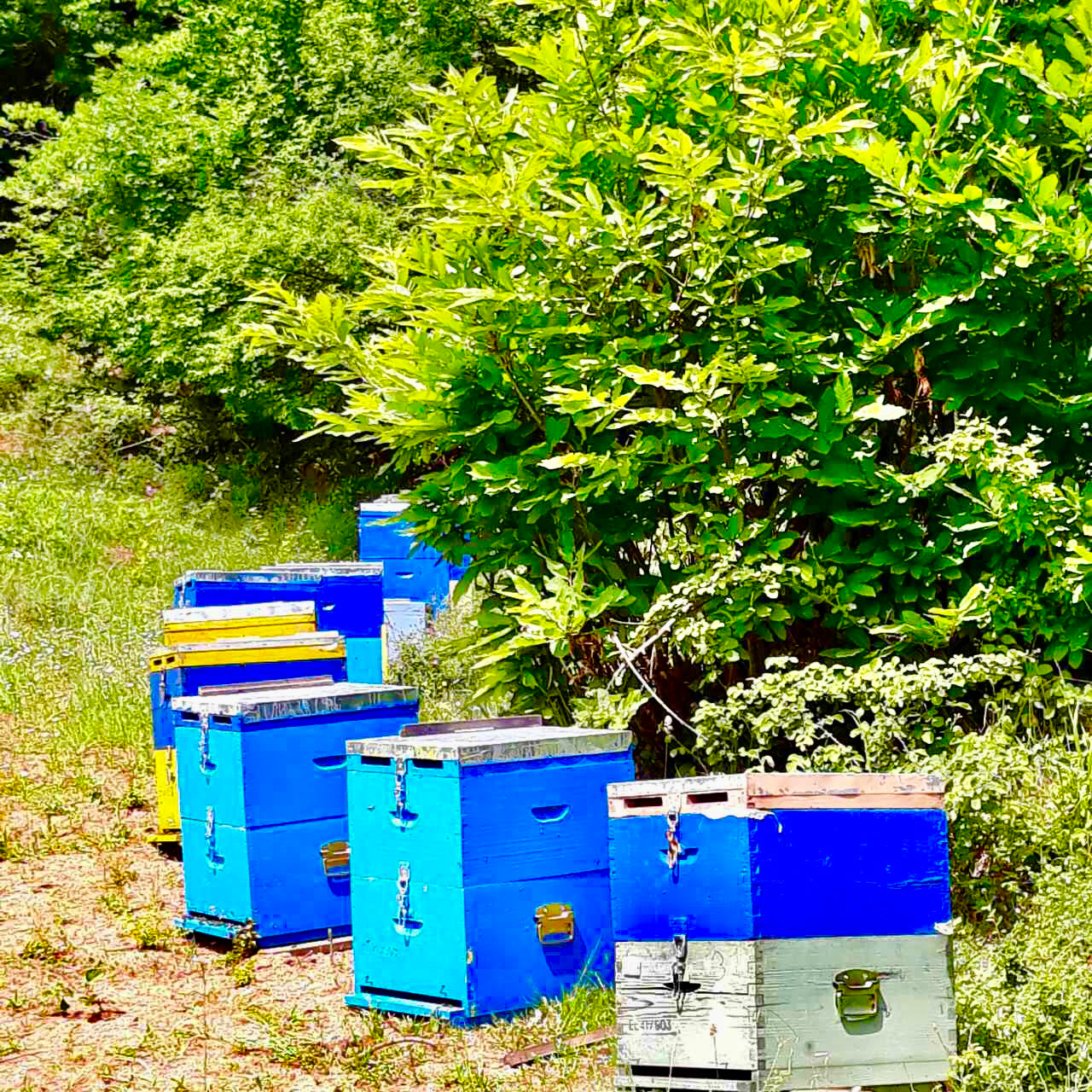 Secretul grecesc al frumuseții: de ce My Bee este cu adevărat natural, organic și eficient