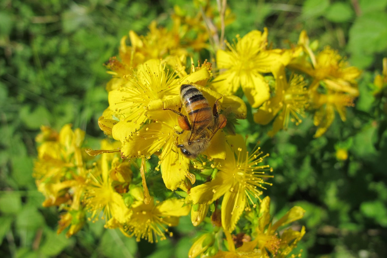 Uleiul de sunătoare – remediul naturii integrat în cosmeticele My Bee